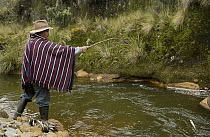 Chagra cowboy catching trout in a stream to cook for dinner at a hacienda during the annual overnight cattle round-up, Andes Mountains, Ecuador