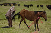 Chagra cowboy tending to his Domestic Horse at a hacienda during the annual overnight cattle round-up, Andes Mountains, Ecuador
