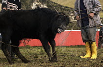 Domestic Cattle (Bos taurus) being caught and branded by Chagra cowboys at a hacienda during the annual overnight cattle round-up, Andes Mountains, Ecuador