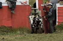 Domestic Cattle (Bos taurus) being caught and branded by Chagra cowboys at a hacienda during the annual overnight cattle round-up, Andes Mountains, Ecuador