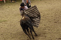 Domestic Cattle (Bos taurus) being caught for branding in a corral by Chagra cowboys at a hacienda during the annual overnight cattle round-up, Andes Mountains, Ecuador