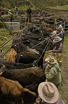 Domestic Cattle (Bos taurus) being caught and branded in a corral by Chagra cowboys at a hacienda during the annual overnight cattle round-up, Andes Mountains, Ecuador