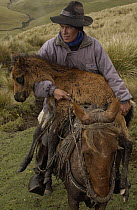 Chagra cowboy on his Domestic Horse (Equus caballus) with a newborn foal at a hacienda during the annual overnight cattle round-up, Andes Mountains, Ecuador