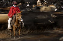 Domestic Cattle (Bos taurus) being herded by Chagra cowboys at a hacienda during the annual overnight cattle round-up, Andes Mountains, Ecuador