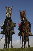 Domestic Horse (Equus caballus) pair belonging to Chagra cowboys at the Hacienda Yanahurco in the Andes Mountains, Ecuador