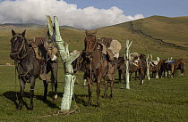 Domestic Horse (Equus caballus) group belonging to Chagras cowboys at the Hacienda Yanahurco in the Andes Mountains, Ecuador