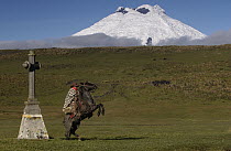 Chagra cowboy rearing up on his Domestic Horse (Equus caballus) near a large cross with Cotopaxi Volcano in the background at a hacienda in the Andes Mountains, Ecuador