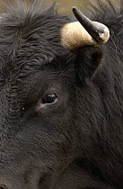 Domestic Cattle (Bos taurus) close up of a bull at a hacienda in the Andes Mountains during the annual cattle round-up, Ecuador