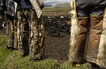 Ocelot (Leopardus pardalis) fur and goat hair on chaps worn by Chagra cowboys at a hacienda during the annual overnight cattle round-up, Andes Mountains, Ecuador