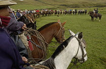 Chagra cowboys lined up at a hacienda in the Andes Mountains for the annual overnight cattle round-up receiving orders from el patron, Ecuador