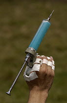 Chagra cowboy holding needle to vaccinate cattle at a hacienda during the annual round-up in the Andes Mountains, Ecuador