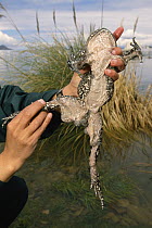 Lake Titicaca Frog (Telmatobius culeus) the world's largest aquatic frog, held by a researcher at Lake Titicaca at 13,000 feet elevation, Andes Mountains, Bolivia and Peru, South America