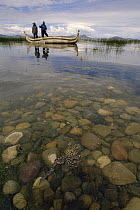 Lake Titicaca Frog (Telmatobius culeus) the world's largest aquatic frog, swimming in foreground with researchers in a canoe in background at Lake Titicaca, Andes Mountains, Bolivia and Peru, critical...