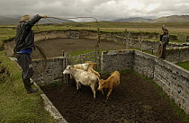 Domestic Cattle (Bos taurus) roped in pen by Chagra cowboys at a hacienda during the annual overnight cattle round-up, Andes Mountains, Ecuador