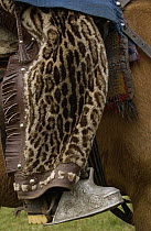 Detail of a cowboy or chagra sitting on his horse showing his chaps made of Jaguar fur, boots and stirrup at Hacienda Yanahurco in the Andes Mountains during the annual cattle round-up, Ecuador