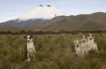 Domestic Dog (Canis familiaris) group with snow-covered Cotopaxi Volcano in the background, Andes Mountains, Ecuador