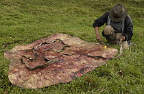 Chagra cowboy cutting bull hide to make ropes, lassos and bridles, at a hacienda in the Andes Mountains during the annual cattle round-up, Ecuador