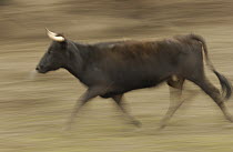 Domestic Cattle (Bos taurus) bull running at a hacienda in the Andes Mountains during the annual cattle round-up, Ecuador