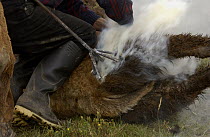 Cattle branding at a hacienda in the Andes Mountains during the annual cattle round-up, Ecuador