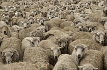 Domestic Sheep (Ovis aries) herd, Chimborazo, Andes Mountains, Ecuador