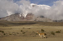 Vicuna (Vicugna vicugna) walking beneath Mt Chimborazo, an extinct volcano, at 6,310 meters, its summit is the furthest point from the center of the earth, Andes Mountains, South America