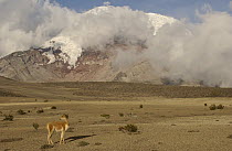 Vicuna (Vicugna vicugna) standing beneath Mt Chimborazo, an extinct volcano, at 6,310 meters, its summit is the furthest point from the center of the earth, Andes Mountains, South America