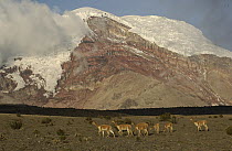Vicuna (Vicugna vicugna) herd grazing beneath Mt Chimborazo, an extinct volcano, at 6,310 meters its summit is the furthest point from the center of the earth, Andes Mountains, South America