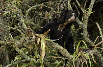 Spectacled Bear (Tremarctos ornatus), cloud forest, Andes Mountains, South America