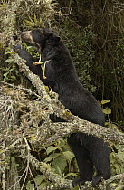 Spectacled Bear (Tremarctos ornatus) feeding on bromeliads, cloud forest, Andes Mountains, South America