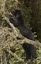Spectacled Bear (Tremarctos ornatus) feeding on bromeliads, cloud forest, Andes Mountains, South America