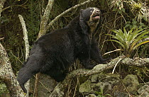 Spectacled Bear (Tremarctos ornatus) climbing a tree, cloud forest, Andes Mountains, South America