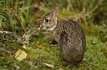 Brazilian Rabbit (Sylvilagus brasiliensis), Podocarpus National Park, Andes Mountains, Ecuador