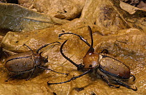 Caliper Beetle (Golofa porteri) male and female camouflaged against leaf litter, Andes Mountains, Ecuador