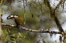Plate-billed Mountain Toucan (Andigena laminirostris) perching in a tree with fruit in its large beak, Andes Mountains, Ecuador