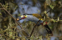 Plate-billed Mountain Toucan (Andigena laminirostris) perching in a tree with fruit in its large beak, Andes Mountains, Ecuador