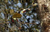 Plate-billed Mountain Toucan (Andigena laminirostris) parent bringing food to young in nest cavity, Andes Mountains, Ecuador