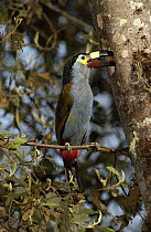 Plate-billed Mountain Toucan (Andigena laminirostris) parent bringing food to young who are hiding inside nest cavity, Andes Mountains, Ecuador
