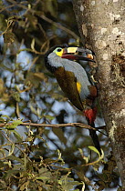 Plate-billed Mountain Toucan (Andigena laminirostris) parent bringing food to young in nest cavity, Andes Mountains, Ecuador