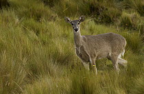 White-tailed Deer (Odocoileus virginianus) standing in tall Tussock Grass, Paramo habitat, Cotopaxi National Park, Andes Mountains, Ecuador