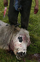 Domestic Cattle (Bos taurus) bull killed for meat at a hacienda in the Andes Mountains, Ecuador