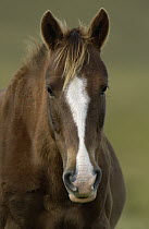 Domestic Horse (Equus caballus) portrait, Ecuador