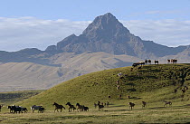 Domestic Horse (Equus caballus) herd running in high Andes landscape, Hacienda Yanahurco, Ecuador