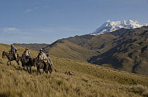 Chagras or cowboys on an overnight ride at a hacienda during the annual cattle round-up, with Mt Antisana in the background, Ecuador