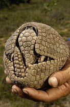 Brazilian Three-banded Armadillo (Tolypeutes tricinctus) rolls into a protective ball when threatened, endemic to Cerrado and Caatinga habitats, Brazil
