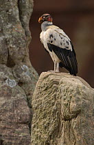 King Vulture (Sarcoramphus papa) perched on rock, South America