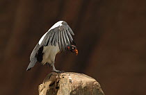 King Vulture (Sarcoramphus papa) perched on rock stretching its wings, South America