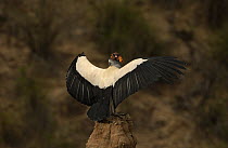 King Vulture (Sarcoramphus papa) perched on rock sunning itself, South America