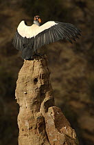 King Vulture (Sarcoramphus papa) perched on rock sunning itself, South America