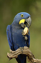 Hyacinth Macaw (Anodorhynchus hyacinthinus) in Cerrado habitat eating Piassava Palm (Attalea funifera) nuts, Brazil