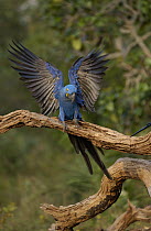 Hyacinth Macaw (Anodorhynchus hyacinthinus) landing on a branch in Cerrado habitat, Brazil
